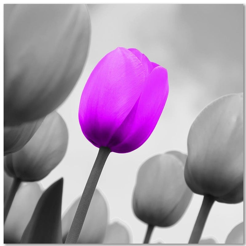 Dekoratīvais panelis - Purple Tulip In Gray  Home Trends Deco