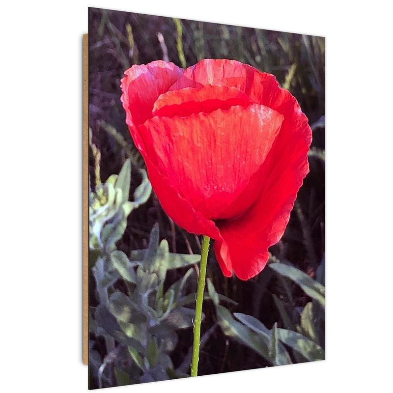 Dekoratīvais panelis - Red Poppy  Home Trends Deco