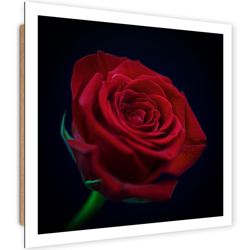 Dekoratīvais panelis - Red Rose In The Dark  Home Trends Deco