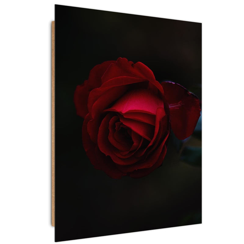 Dekoratīvais panelis - Rose On A Black Background  Home Trends Deco