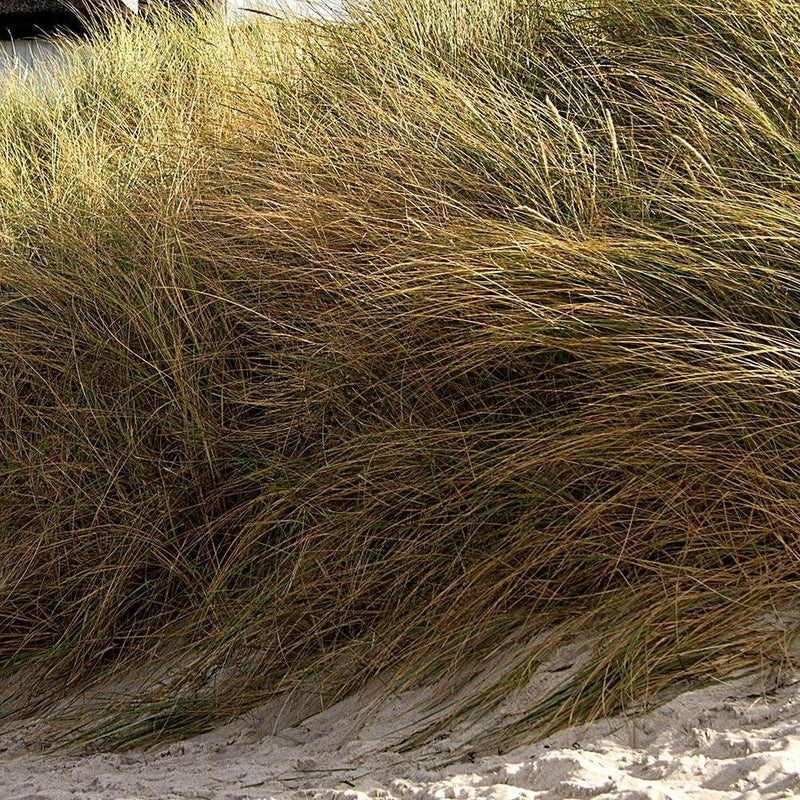 Dekoratīvais panelis - Sand Dunes On The Beach  Home Trends Deco