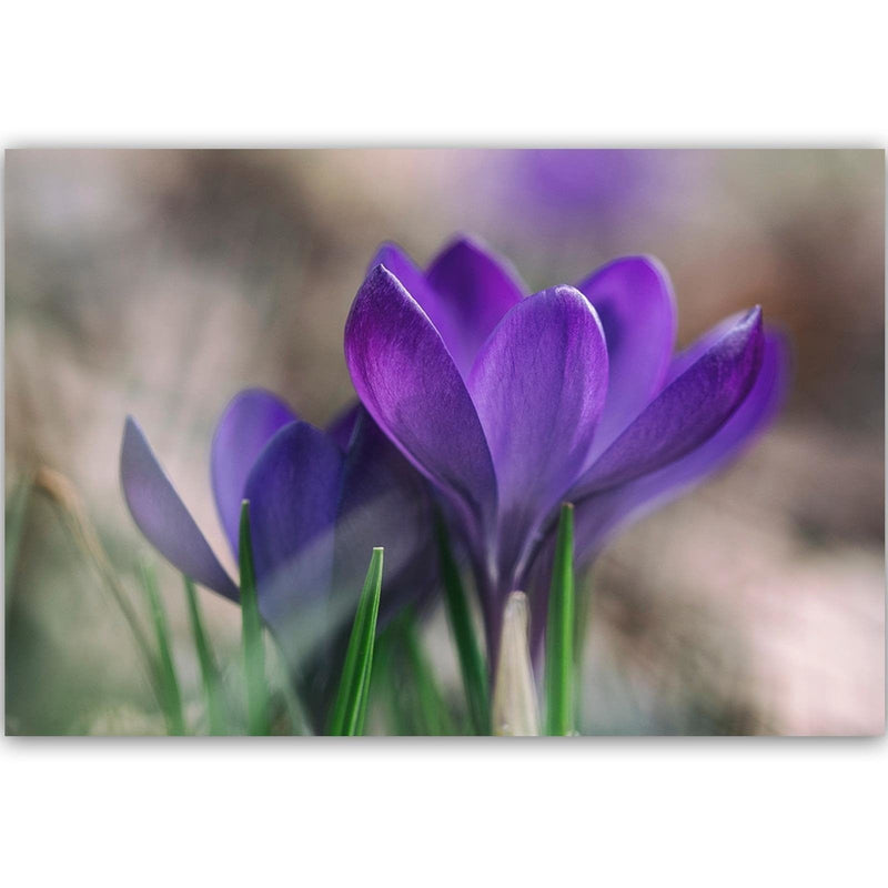 Dekoratīvais panelis - Spring Crocuses  Home Trends Deco