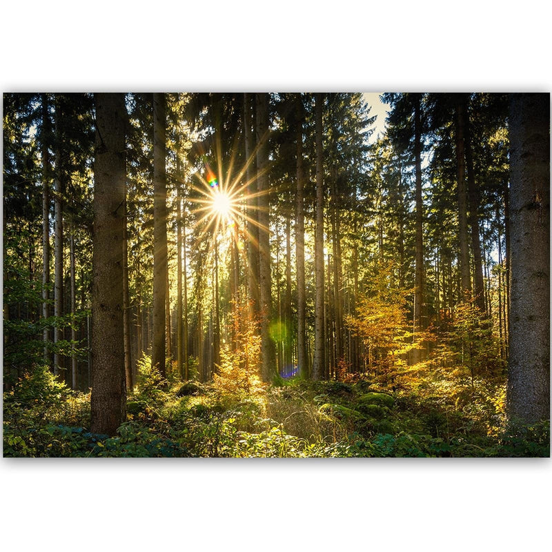 Dekoratīvais panelis - Sun In The Forest  Home Trends Deco