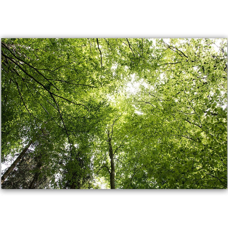 Dekoratīvais panelis - The Tops Of Green Trees  Home Trends Deco