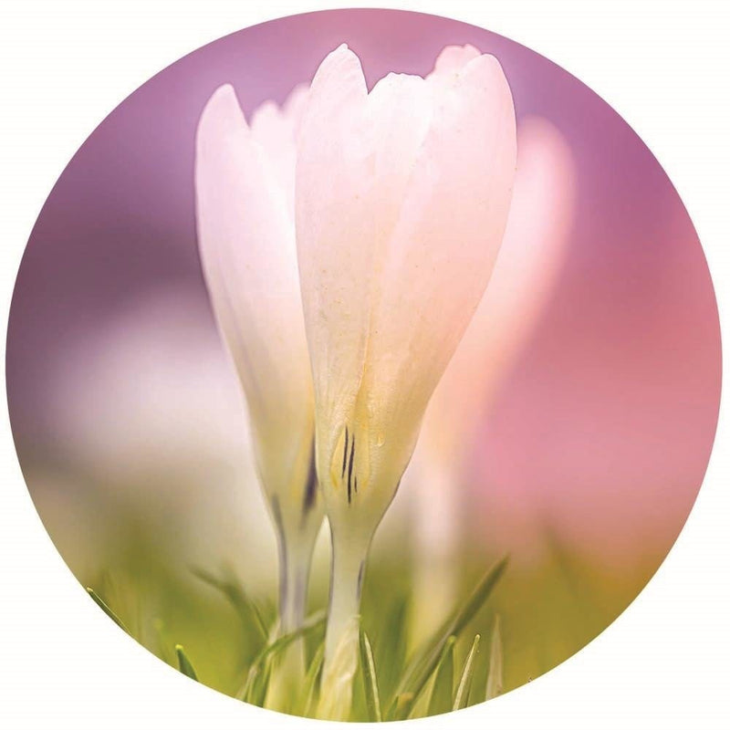 Dekoratīvais panelis - White crocus   Home Trends Deco