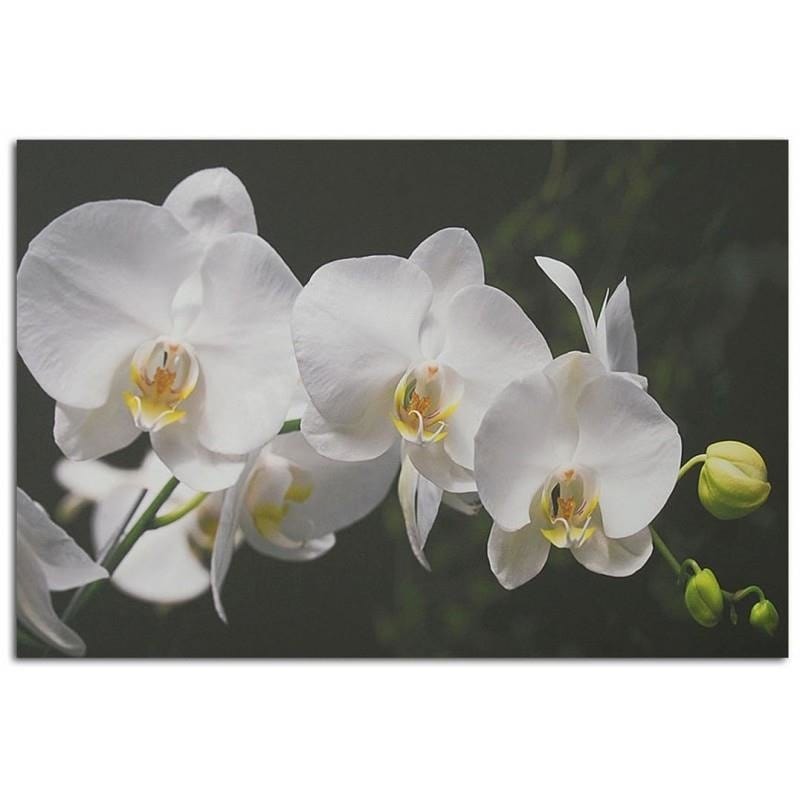 Dekoratīvais panelis - White Orchids  Home Trends Deco