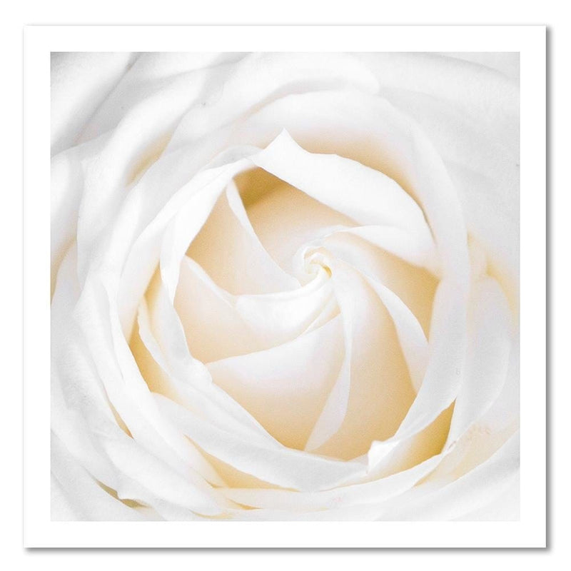 Dekoratīvais panelis - White Rose 2  Home Trends Deco