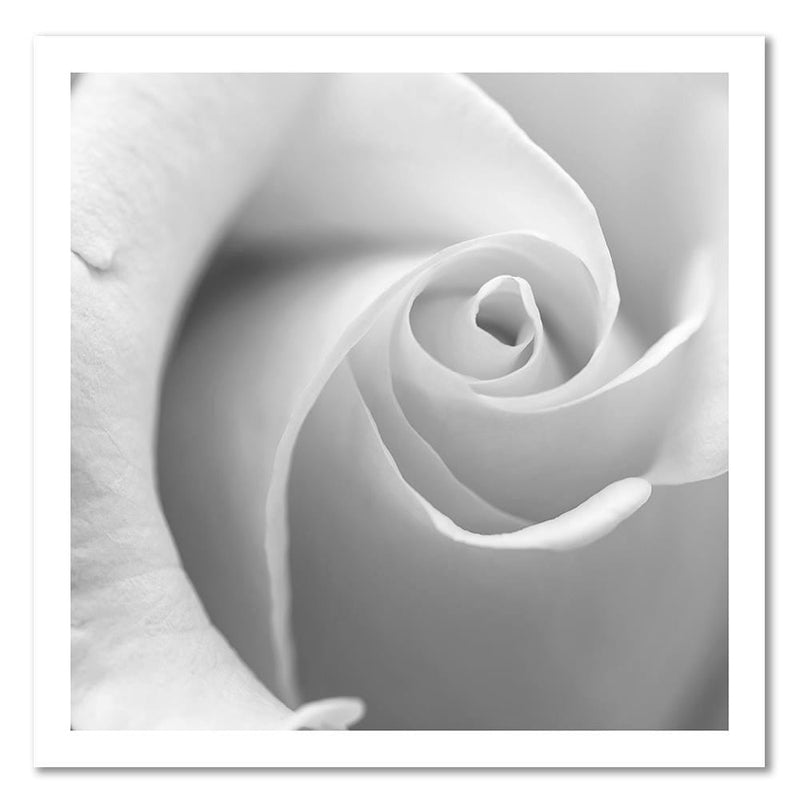 Dekoratīvais panelis - White Rose 3  Home Trends Deco