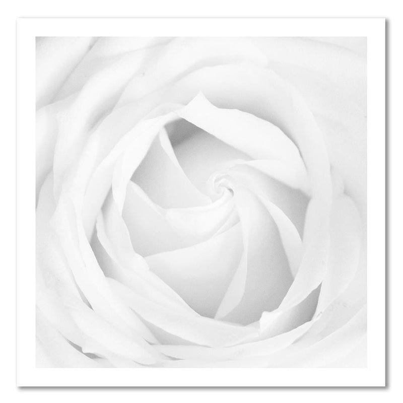 Dekoratīvais panelis - White Rose 4  Home Trends Deco