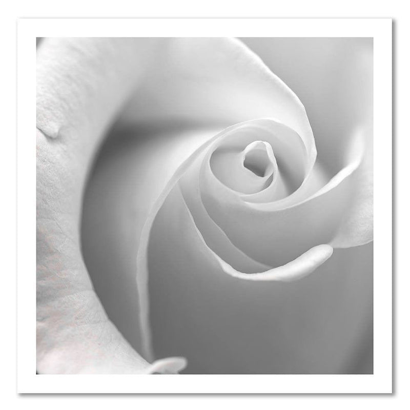 Dekoratīvais panelis - White Rose  Home Trends Deco