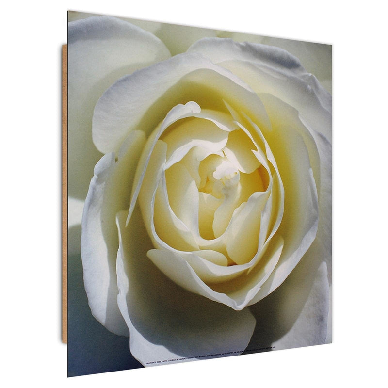 Dekoratīvais panelis - White rose petals   30x30 Home Trends Deco