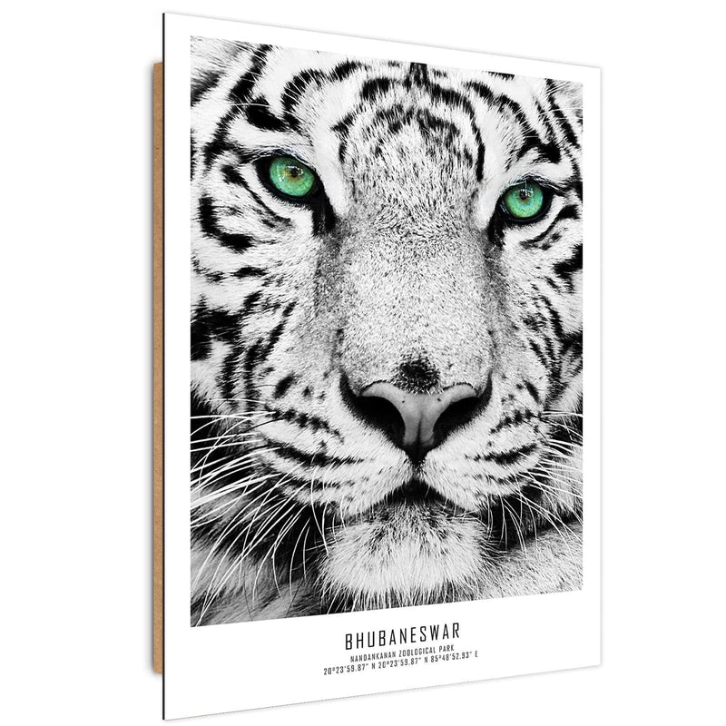 Dekoratīvais panelis - White Tiger  Home Trends Deco