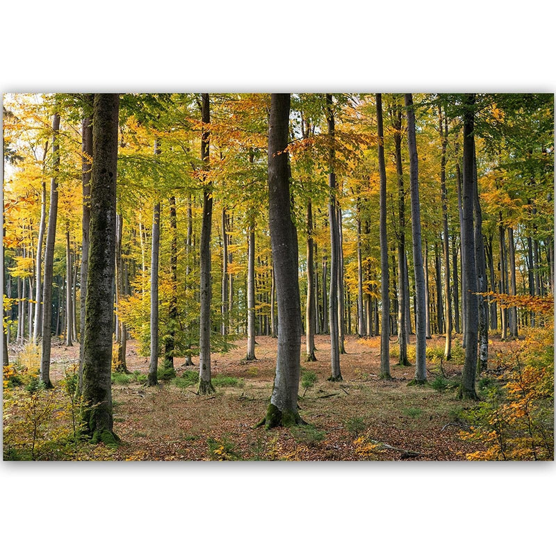 Dekoratīvais panelis - Yellow Autumn Forest  Home Trends Deco