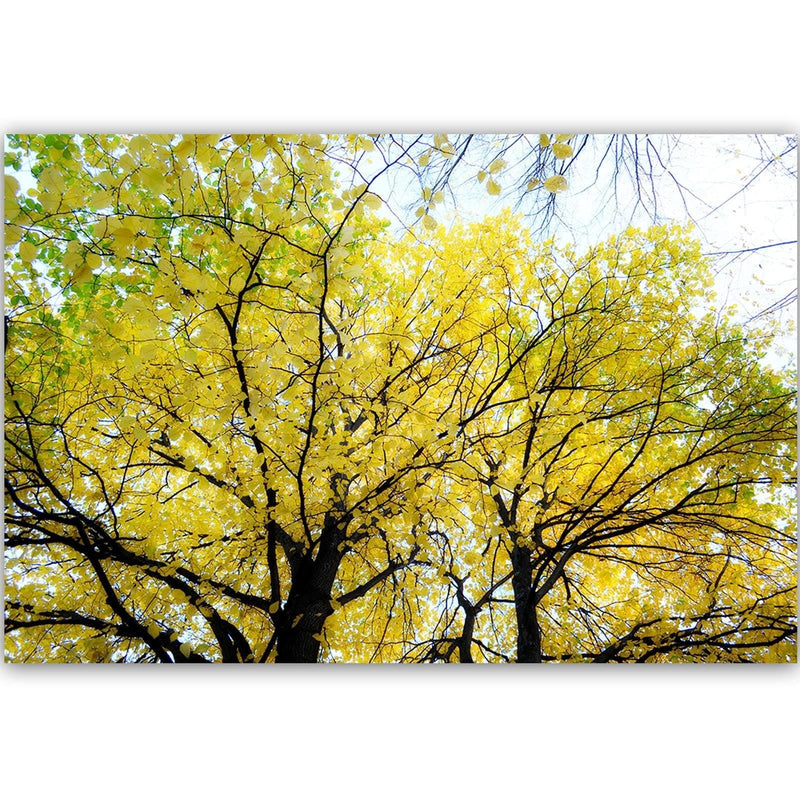 Dekoratīvais panelis - Yellow Leaves On A Tree  Home Trends Deco