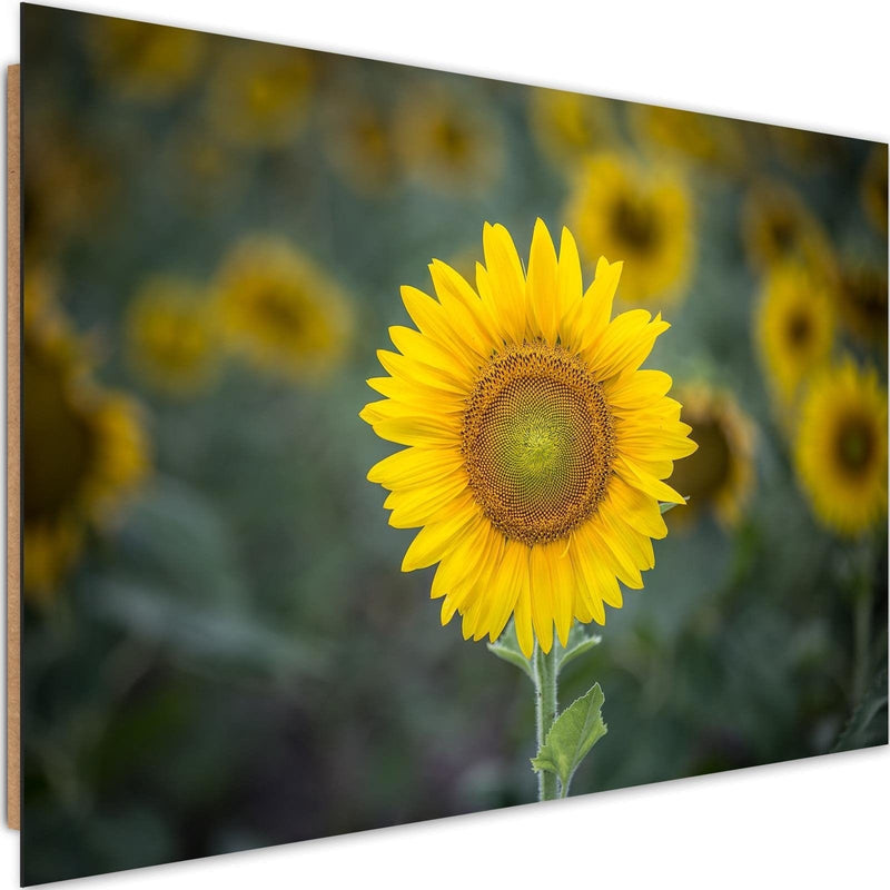 Dekoratīvais panelis - Young Sunflower  Home Trends Deco