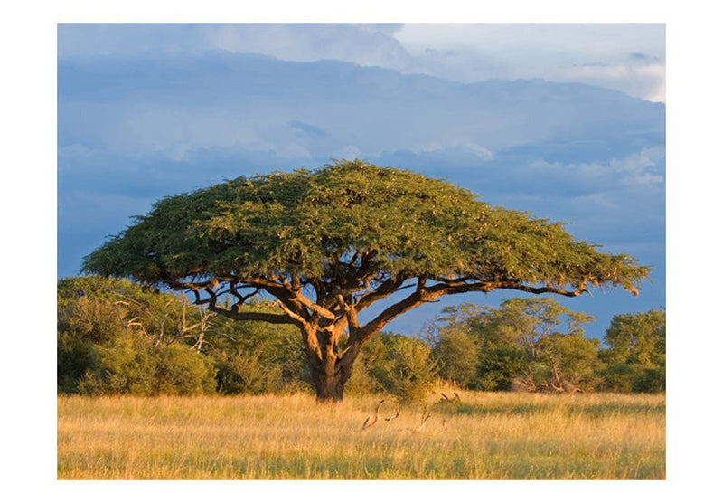 Fototapetes - Āfrikas akācijas koks, Hvanges nacionālais parks, Zimbabve E-interjers.lv