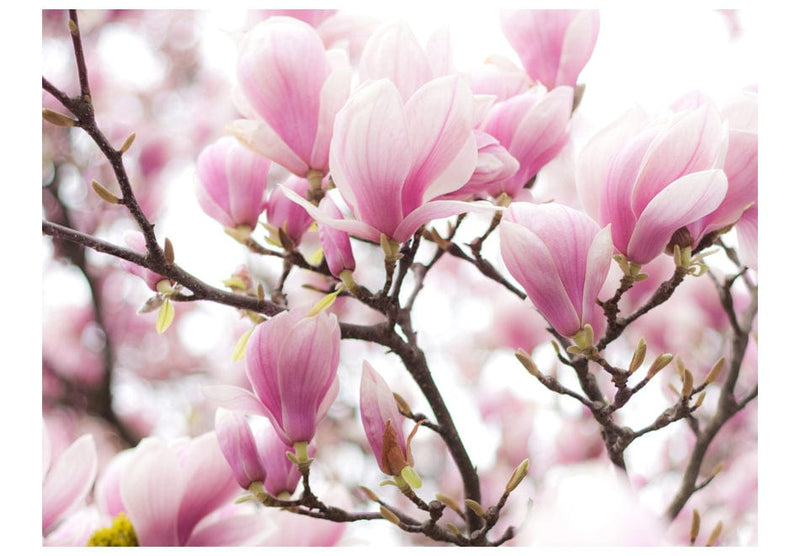 Fototapetes ar ziediem - Magnolijas zieds E-interjers.lv