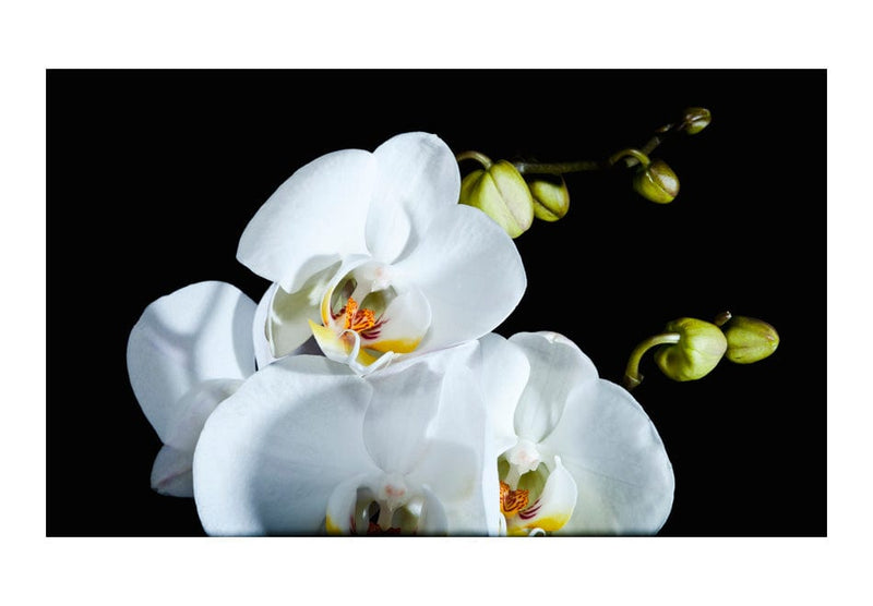 Fototapetes ar ziediem - Phalaenopsis 450x270 E-interjers.lv