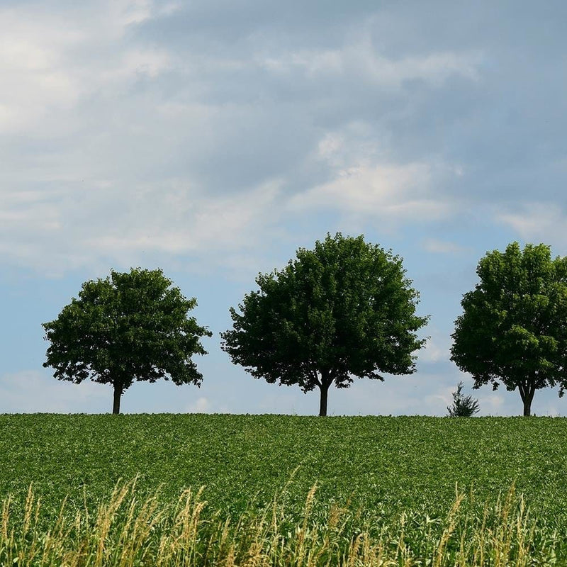 Glezna baltā rāmī - Trees On The Meadow  Home Trends DECO