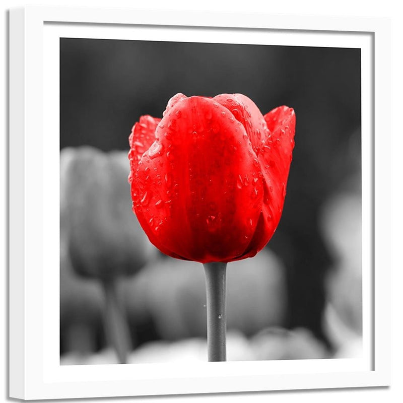 Glezna baltā rāmī - Tulip In Red  Home Trends DECO