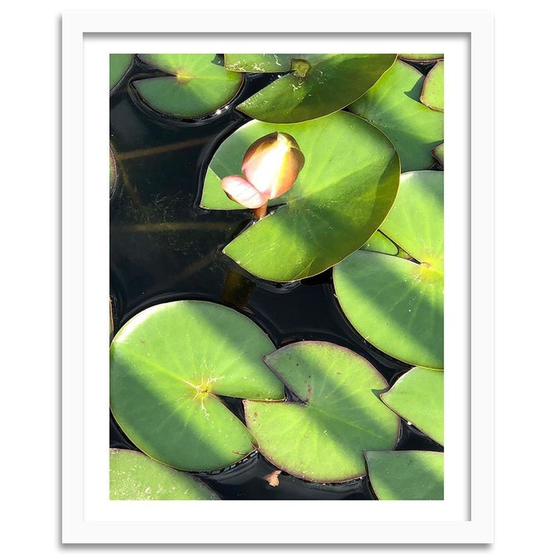 Glezna baltā rāmī - Water Lily Bud  Home Trends DECO