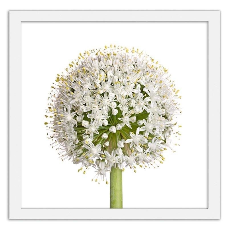 Glezna baltā rāmī - White garlic flower  Home Trends DECO