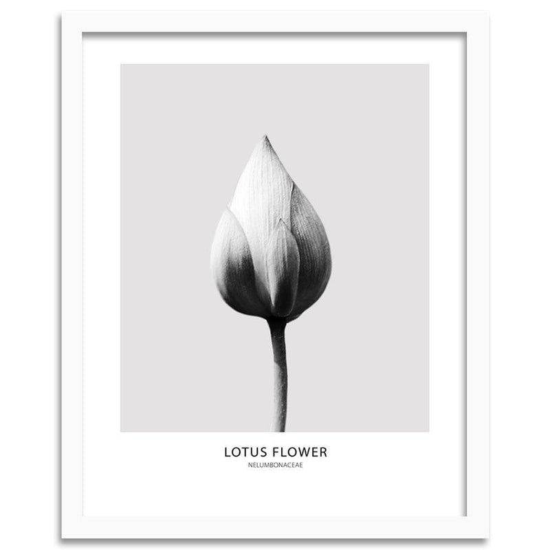 Glezna baltā rāmī - White Lotus Bud  Home Trends DECO