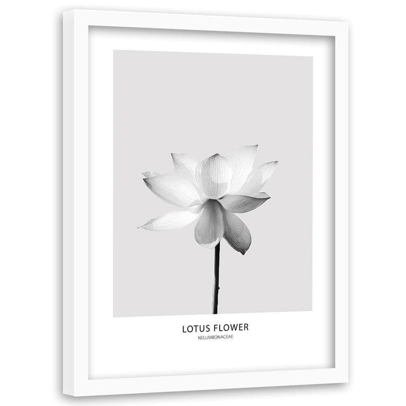 Glezna baltā rāmī - White Lotus Flower  Home Trends DECO