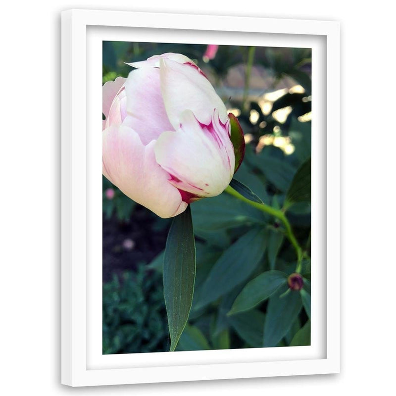 Glezna baltā rāmī - White Peony  Home Trends DECO