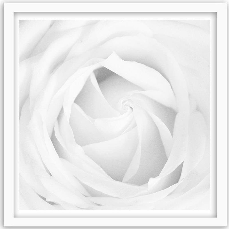 Glezna baltā rāmī - White Rose 4  Home Trends DECO