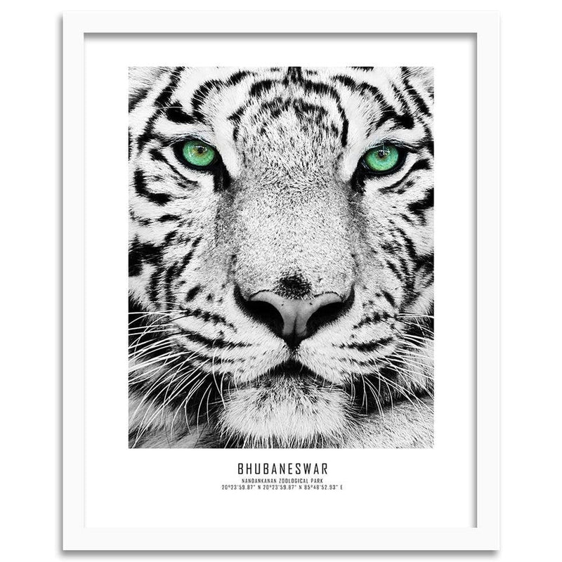 Glezna baltā rāmī - White Tiger  Home Trends DECO