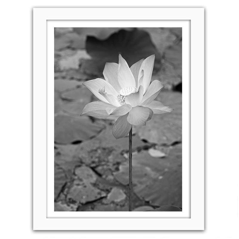 Glezna baltā rāmī - White water lily  Home Trends DECO