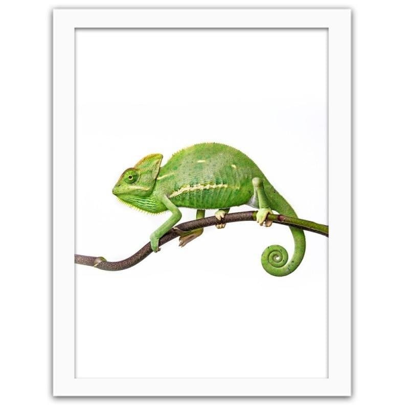 Glezna baltā rāmī - Yemen chameleon  Home Trends DECO