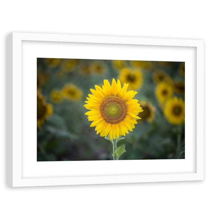 Glezna baltā rāmī - Young Sunflower  Home Trends DECO