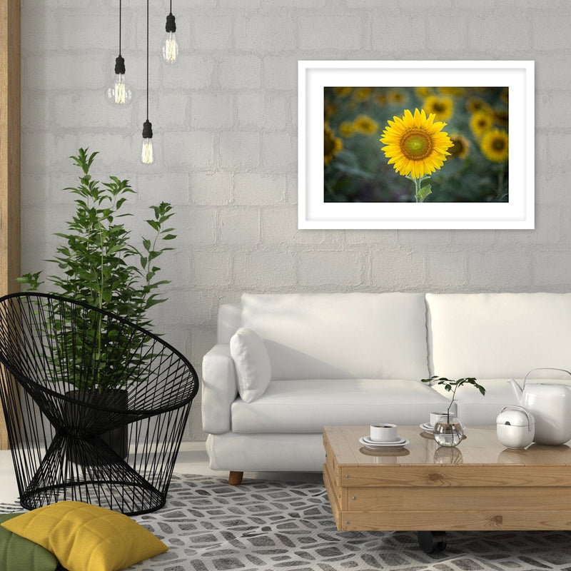 Glezna baltā rāmī - Young Sunflower  Home Trends DECO