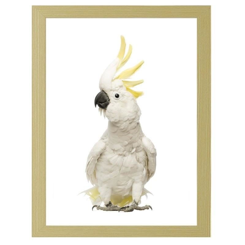 Glezna bēšā rāmī - Sulfur-crested cockatoos  Home Trends DECO