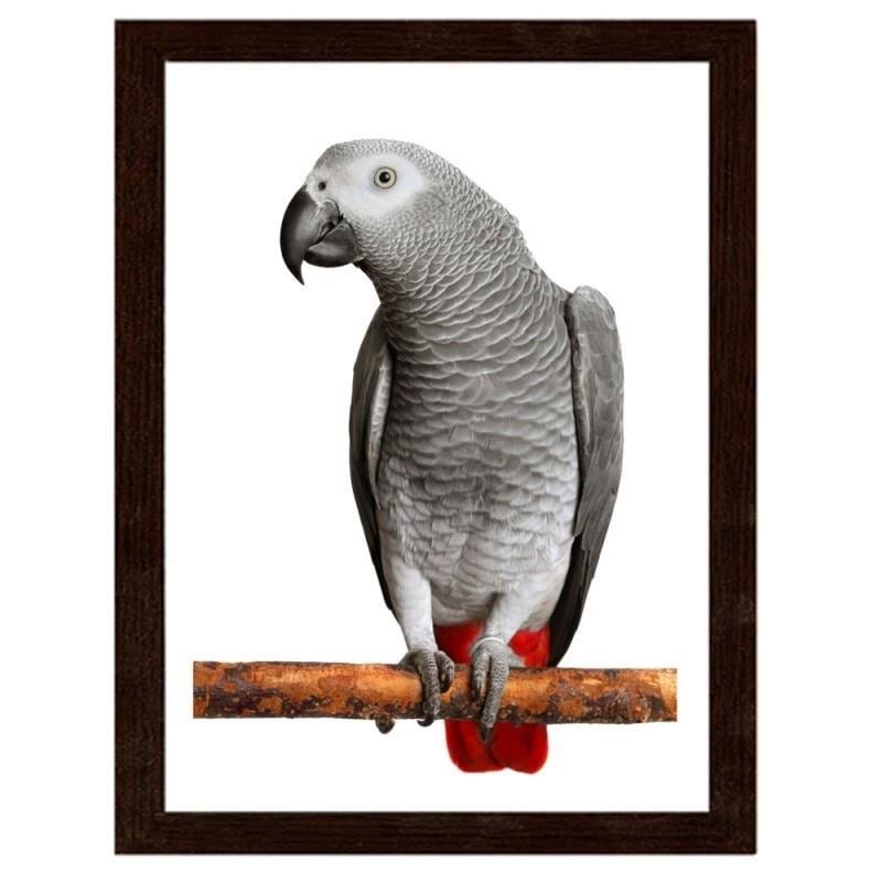 Glezna brūnā rāmī - A jacoon parrot  Home Trends DECO