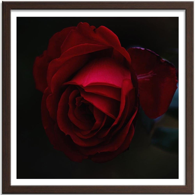 Glezna brūnā rāmī - Beautiful Red Rose  Home Trends DECO