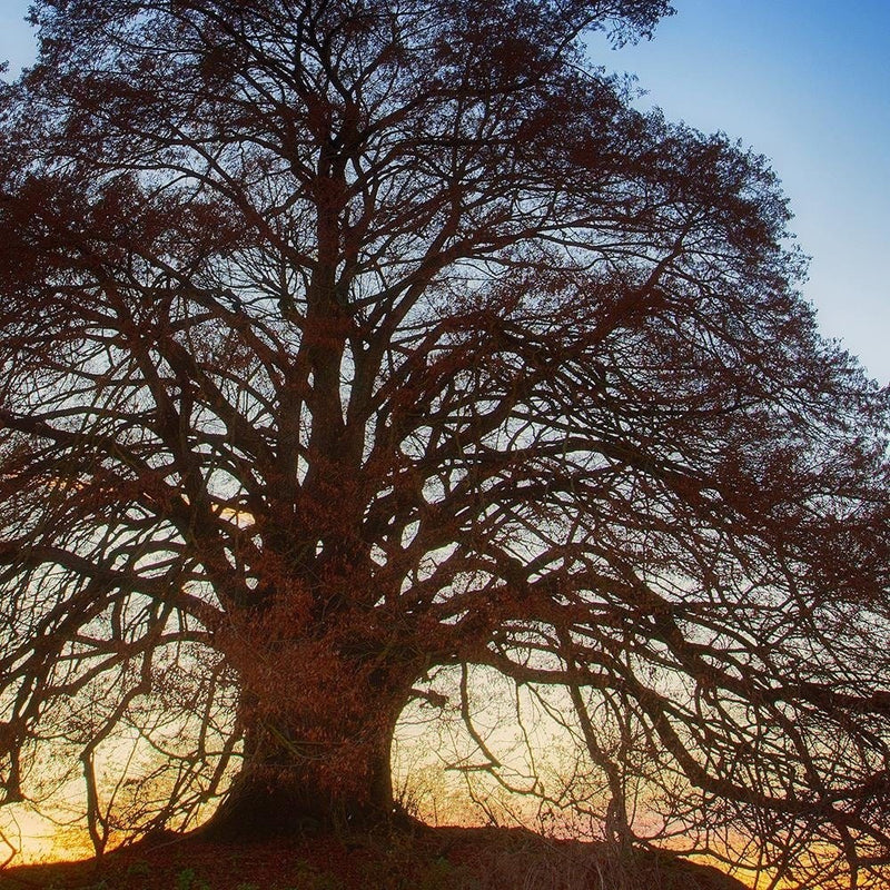 Glezna brūnā rāmī - Big Tree At Dusk  Home Trends DECO