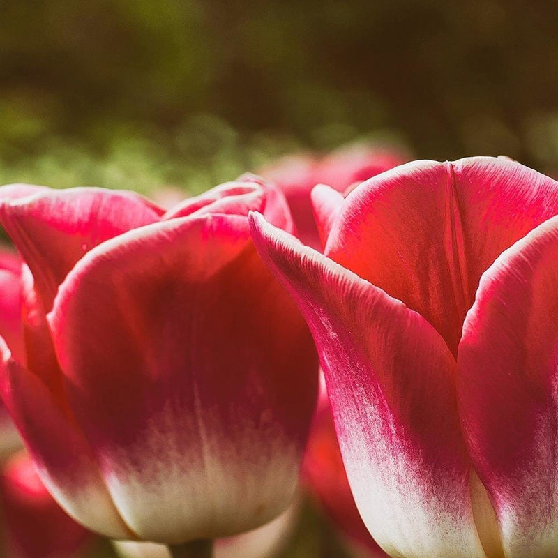 Glezna brūnā rāmī - Blooming Tulip  Home Trends DECO