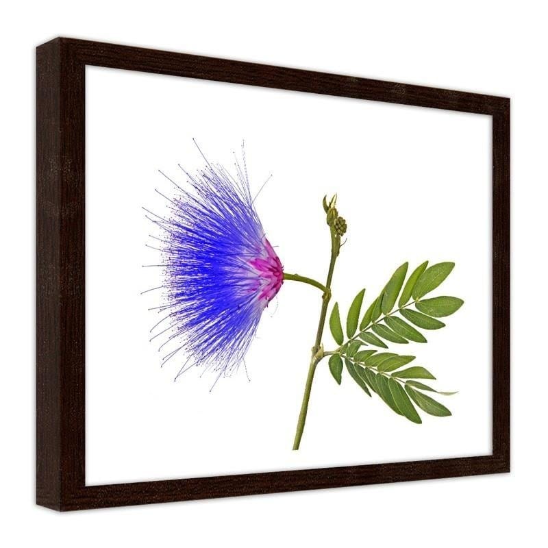 Glezna brūnā rāmī - Blue and pink flower  Home Trends DECO