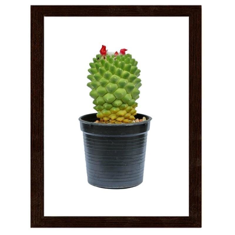 Glezna brūnā rāmī - Cactus on white background  Home Trends DECO