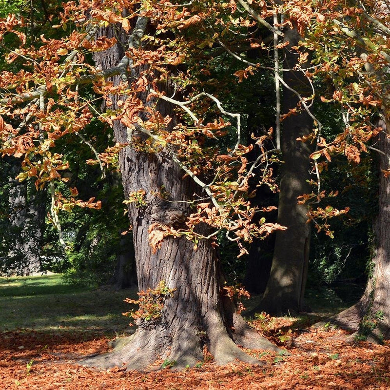 Glezna brūnā rāmī - Chestnut Trees In Autumn  Home Trends DECO