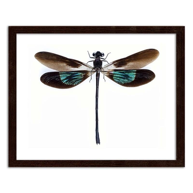 Glezna brūnā rāmī - Dragonfly  Home Trends DECO