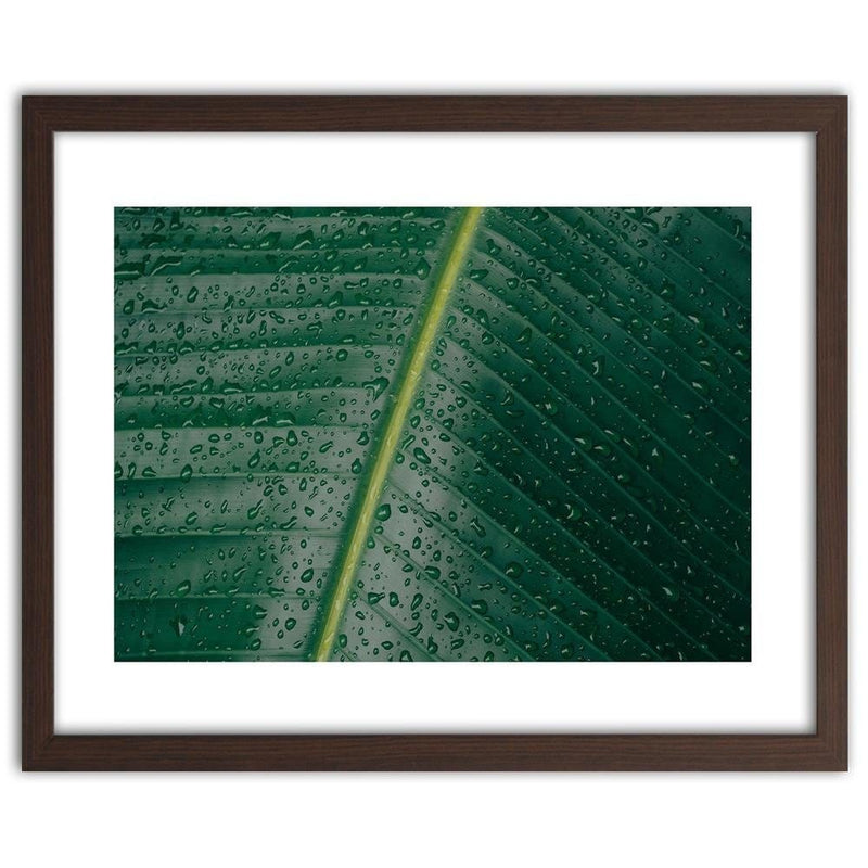 Glezna brūnā rāmī - Drops On A Leaf Close-Up  Home Trends DECO