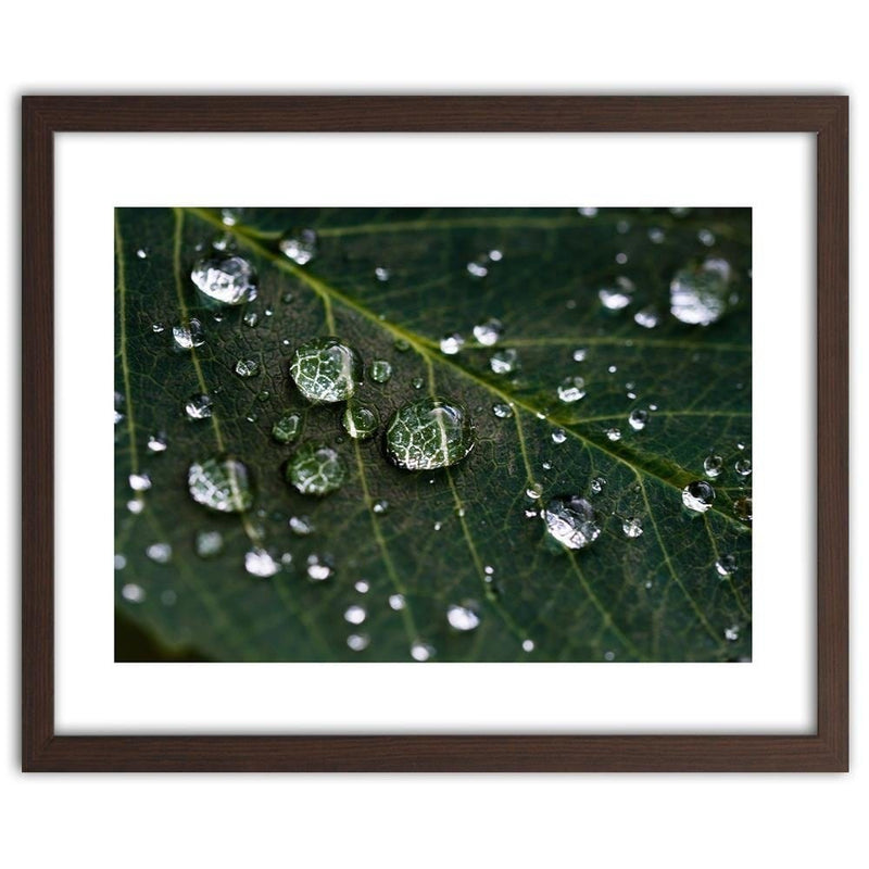 Glezna brūnā rāmī - Drops On The Leaves  Home Trends DECO