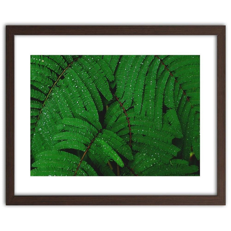 Glezna brūnā rāmī - Drops On The Leaves Of A Fern  Home Trends DECO