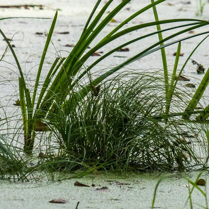 Glezna brūnā rāmī - Grass On The Beach  Home Trends DECO