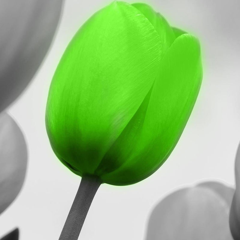 Glezna brūnā rāmī - Green Poppy Flower  Home Trends DECO