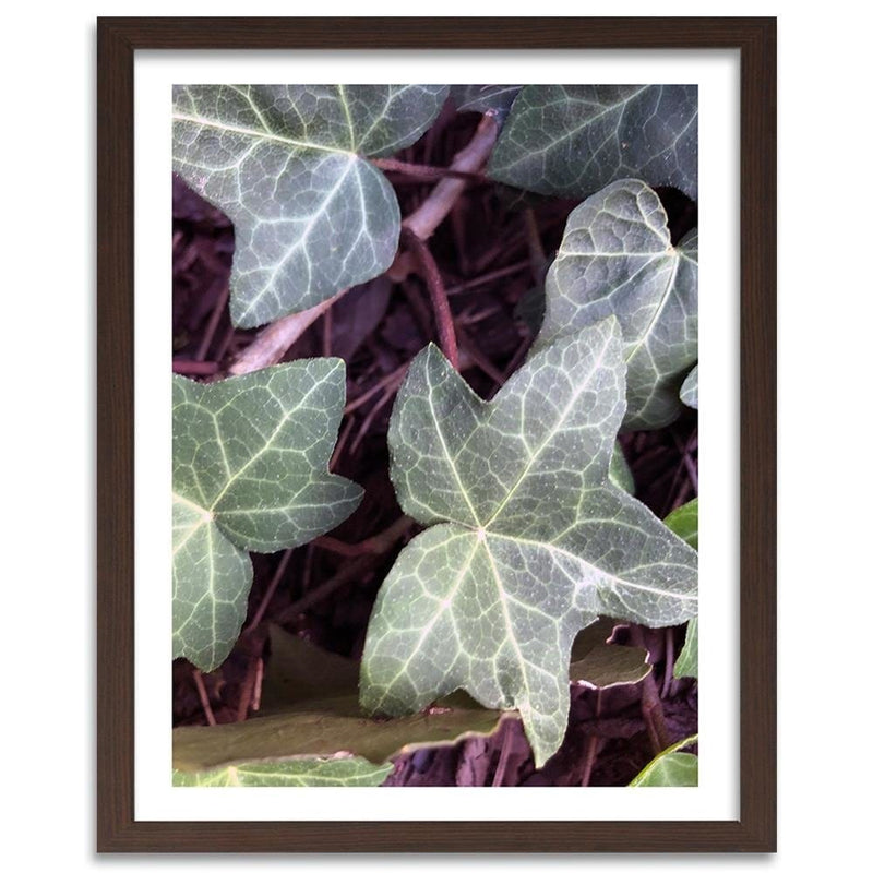 Glezna brūnā rāmī - Ivy Leaves  Home Trends DECO